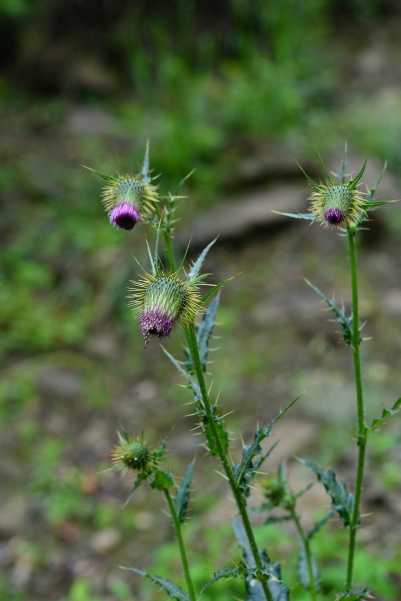 Cirsium ferum photo 7