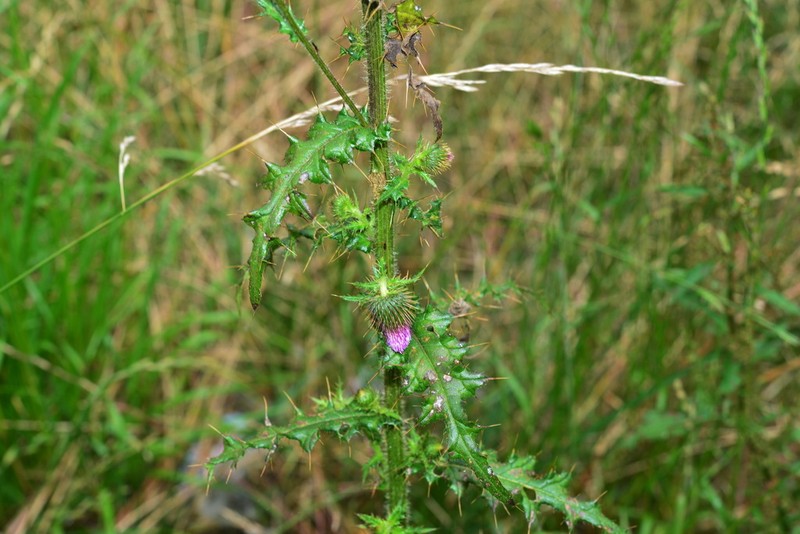 Cirsium ferum photo 8
