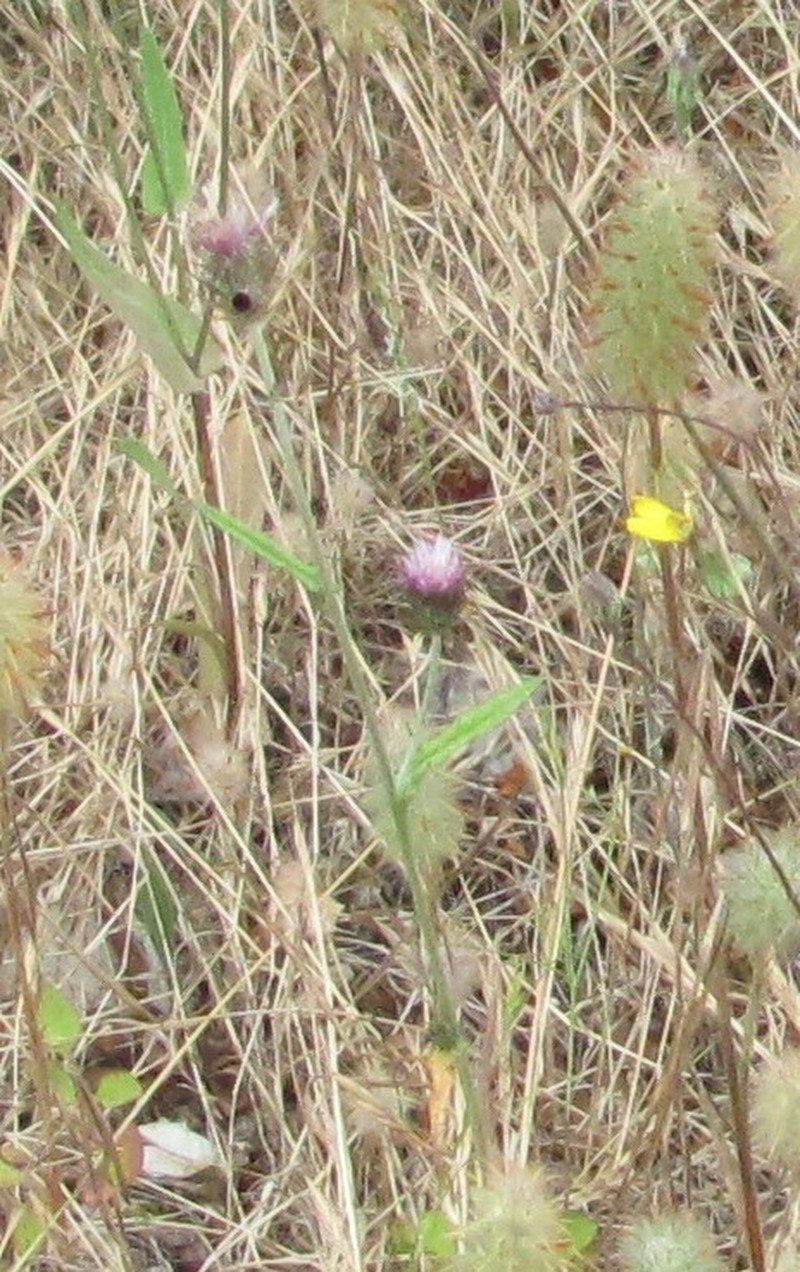 Cirsium filipendulum