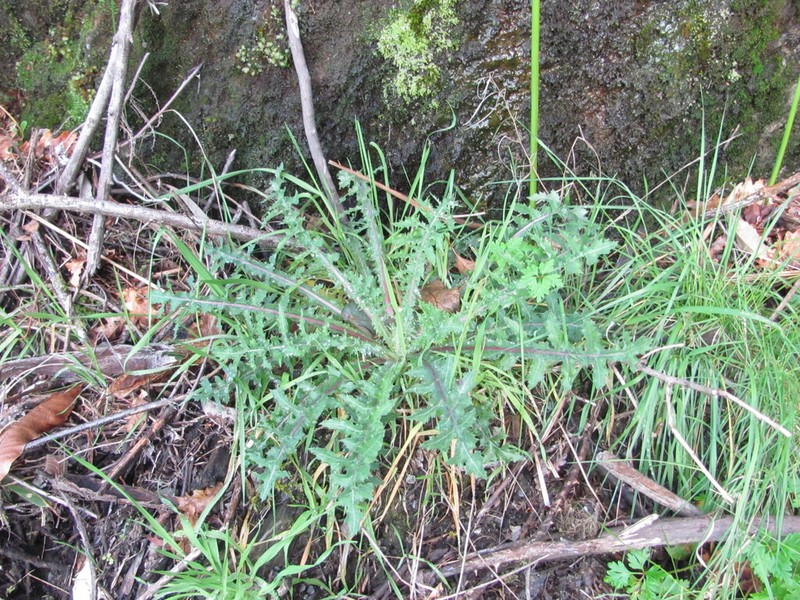 Cirsium filipendulum photo 2