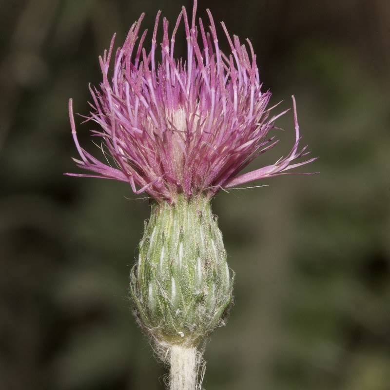 Cirsium filipendulum photo 3