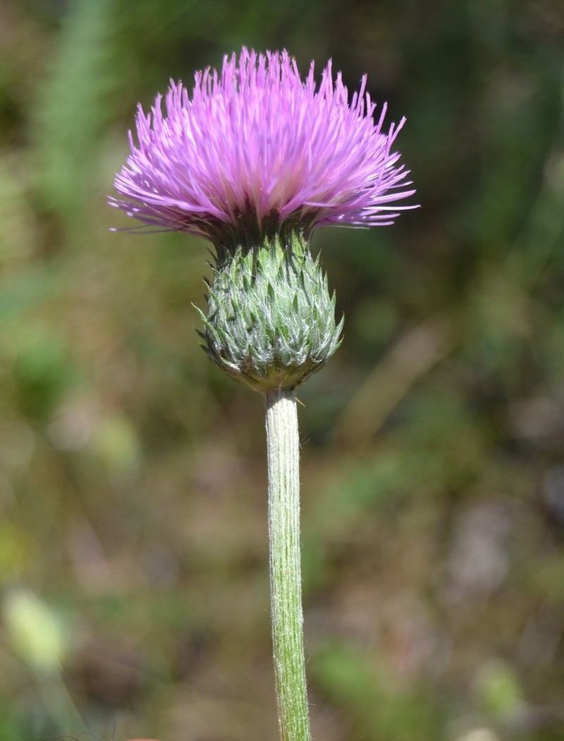 Cirsium filipendulum photo 4