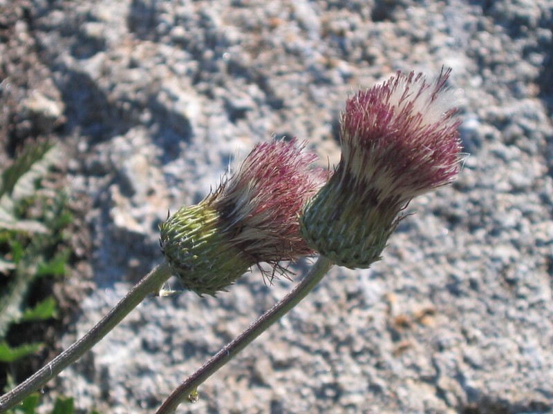 Cirsium filipendulum photo 5