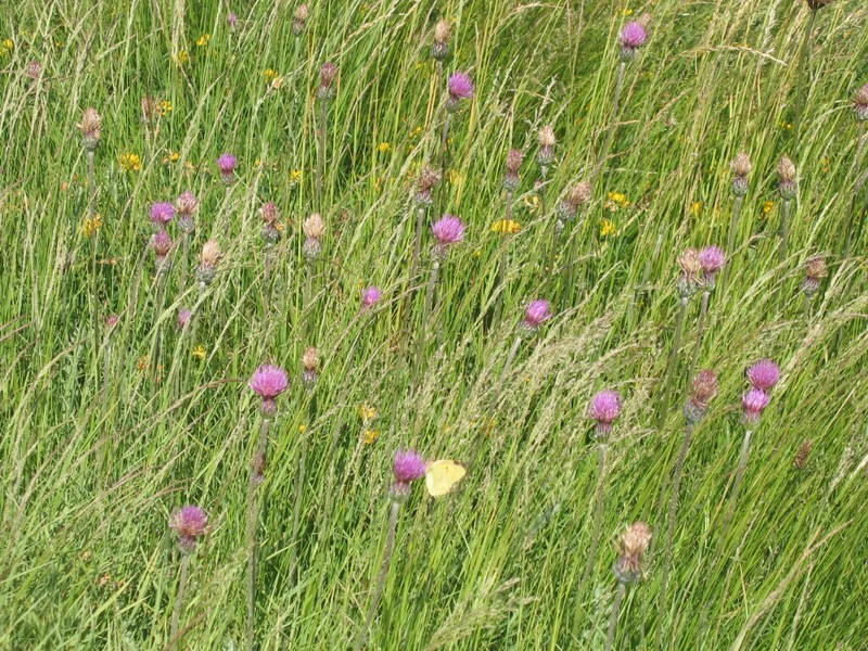 Cirsium filipendulum photo 6