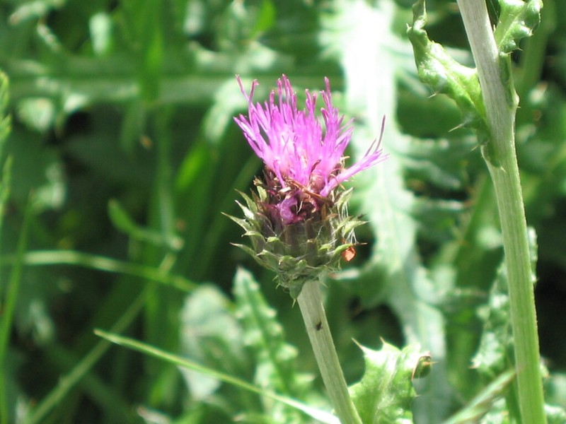 Cirsium filipendulum photo 7