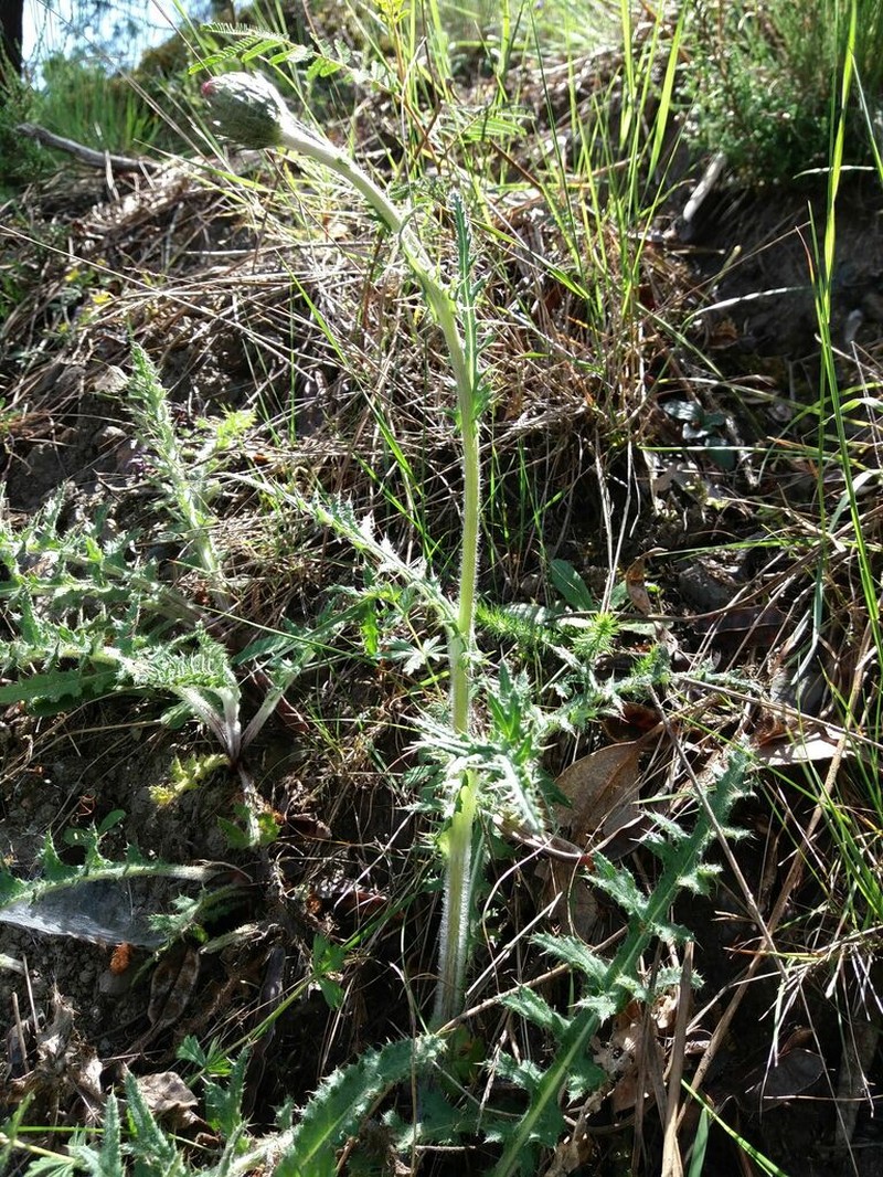 Cirsium filipendulum photo 8
