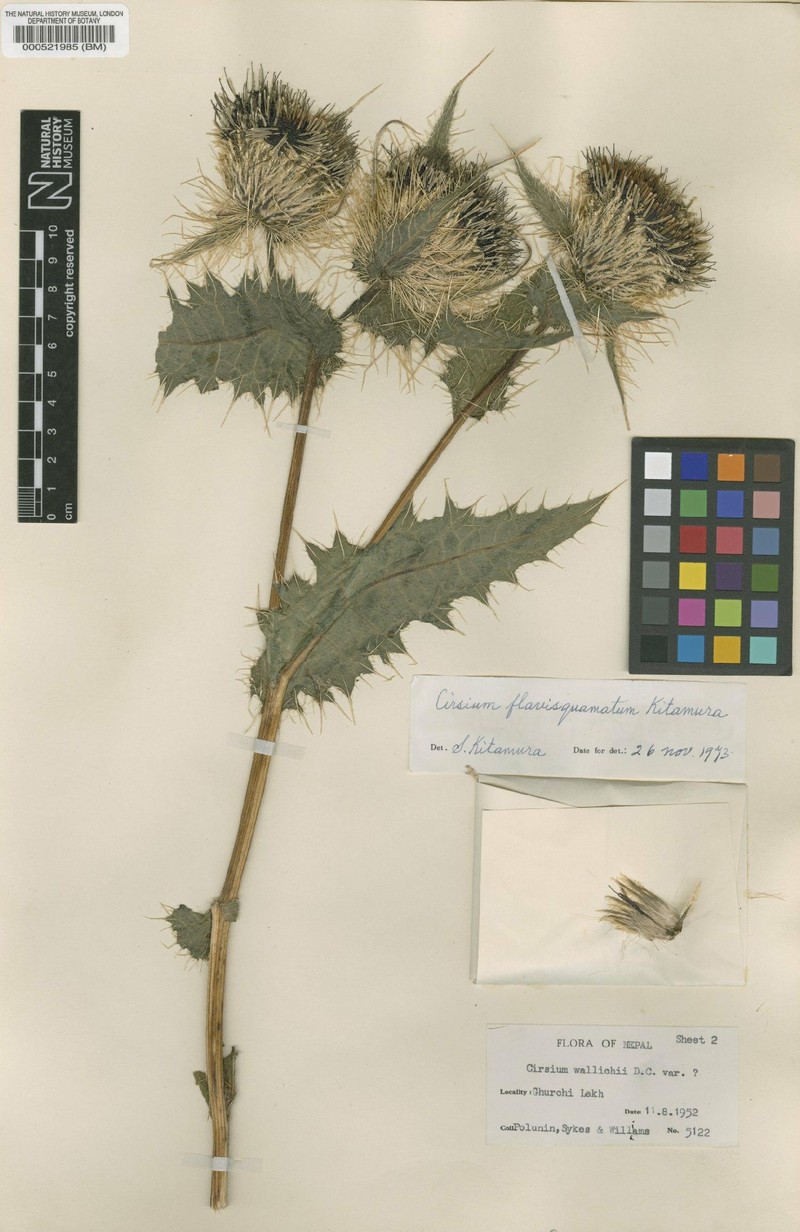 Cirsium flavisquamatum