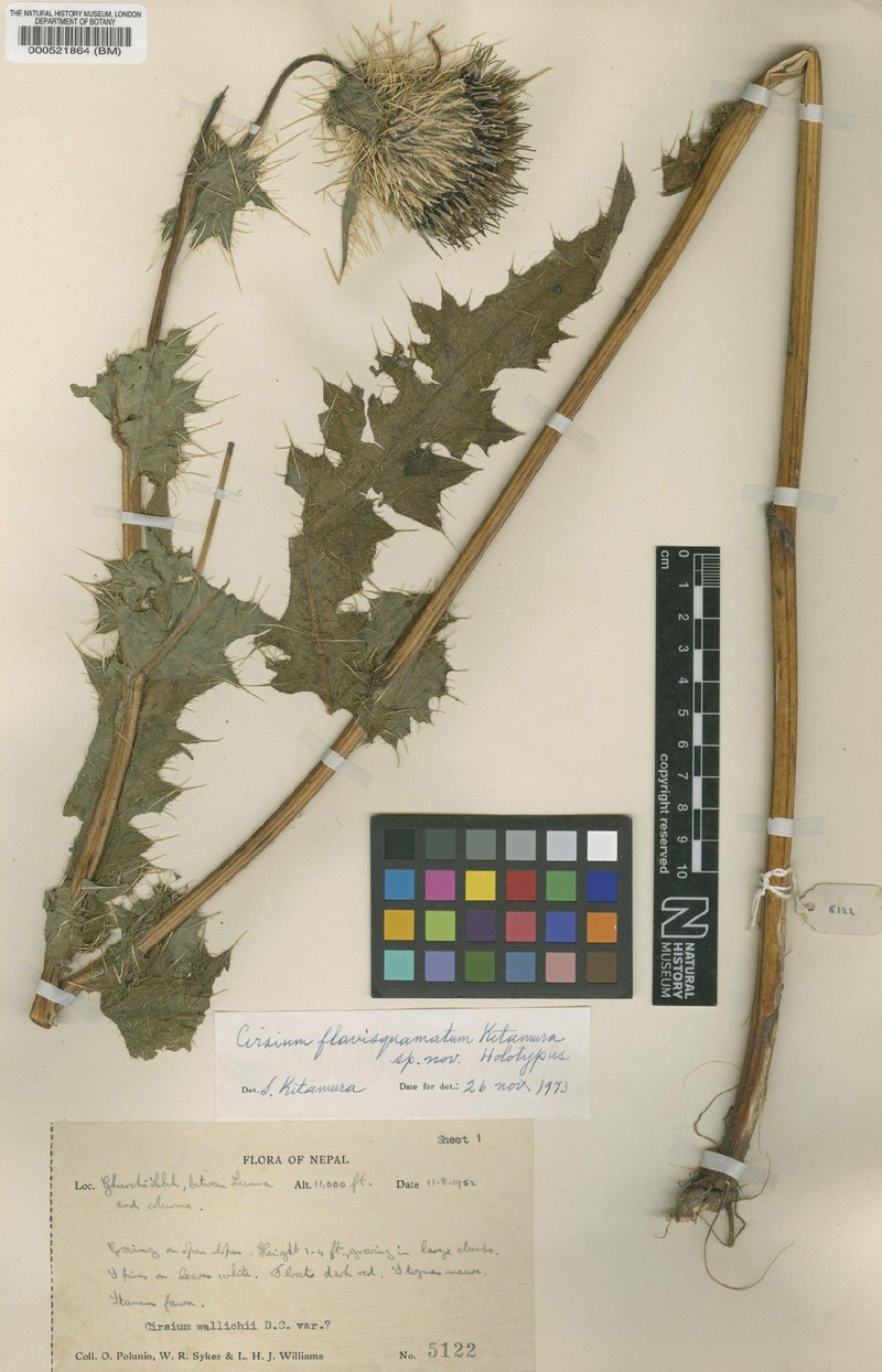 Cirsium flavisquamatum photo 2