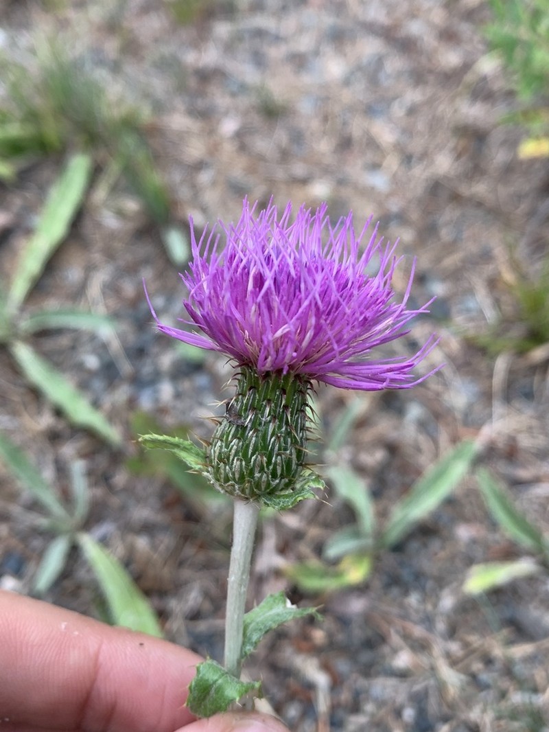Flodman's Thistle