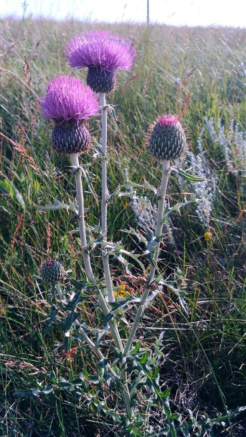 Flodman's Thistle photo 2