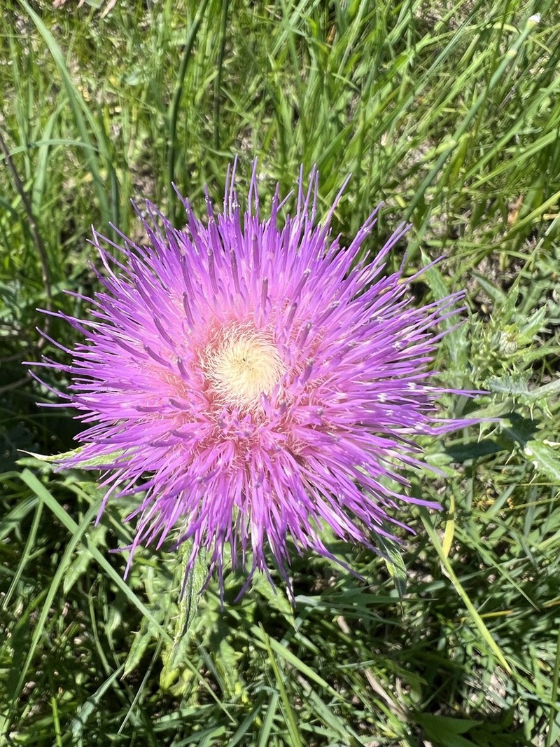 Flodman's Thistle photo 3