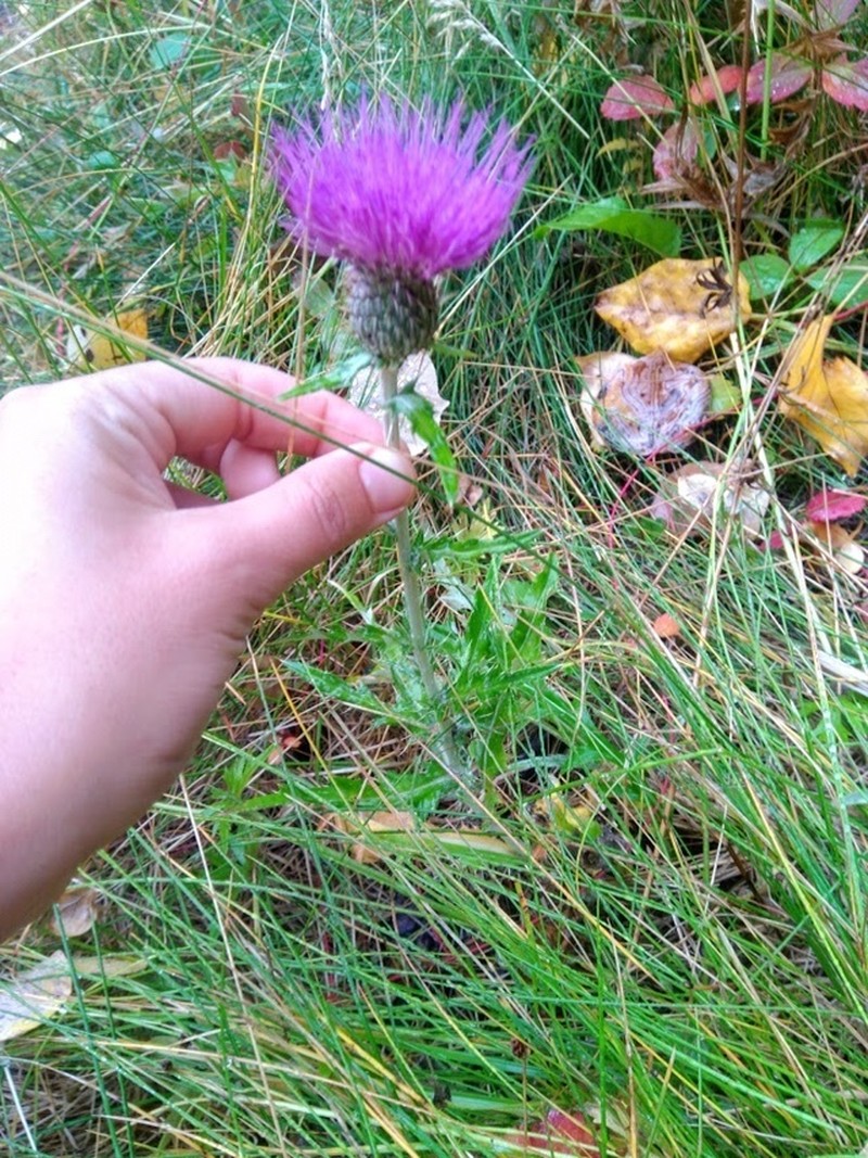 Flodman's Thistle photo 4