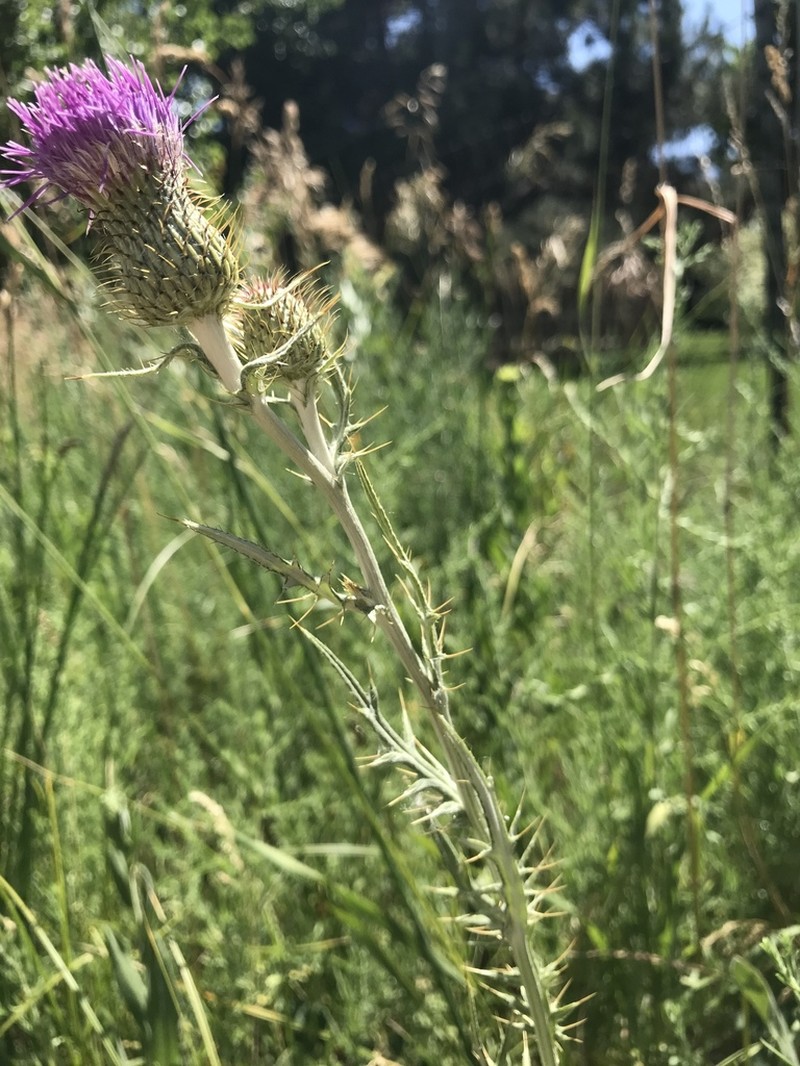 Flodman's Thistle photo 5