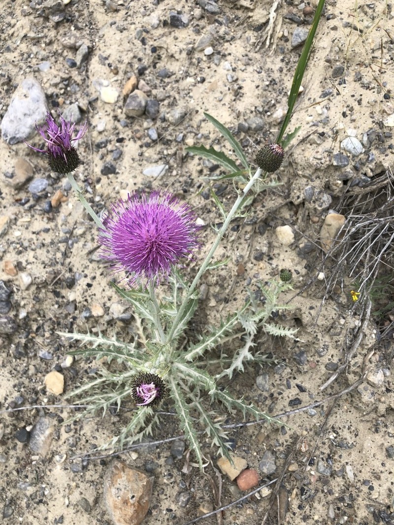 Flodman's Thistle photo 6