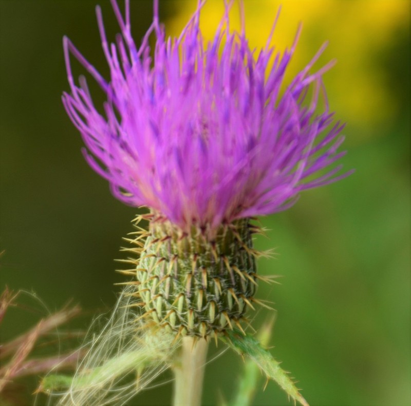 Flodman's Thistle photo 7