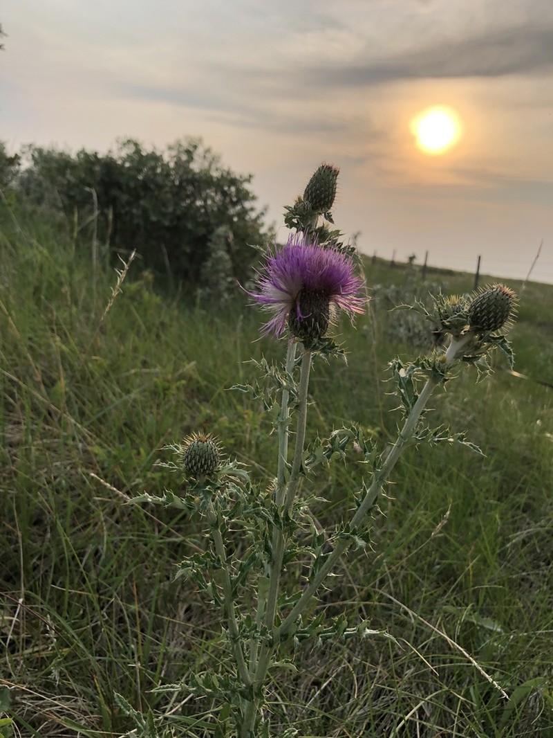 Flodman's Thistle photo 8