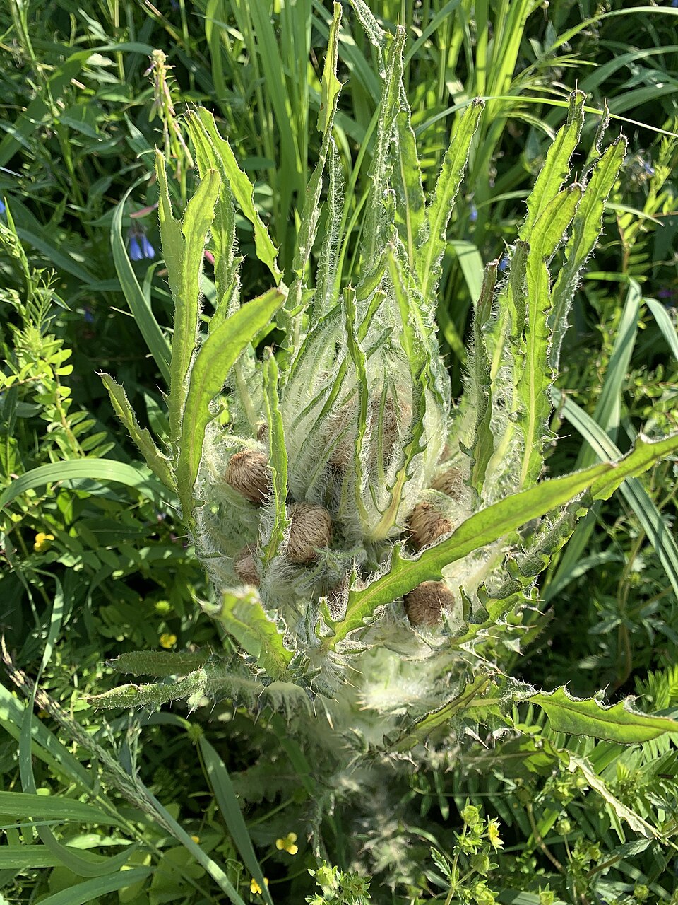 Elk Thistle