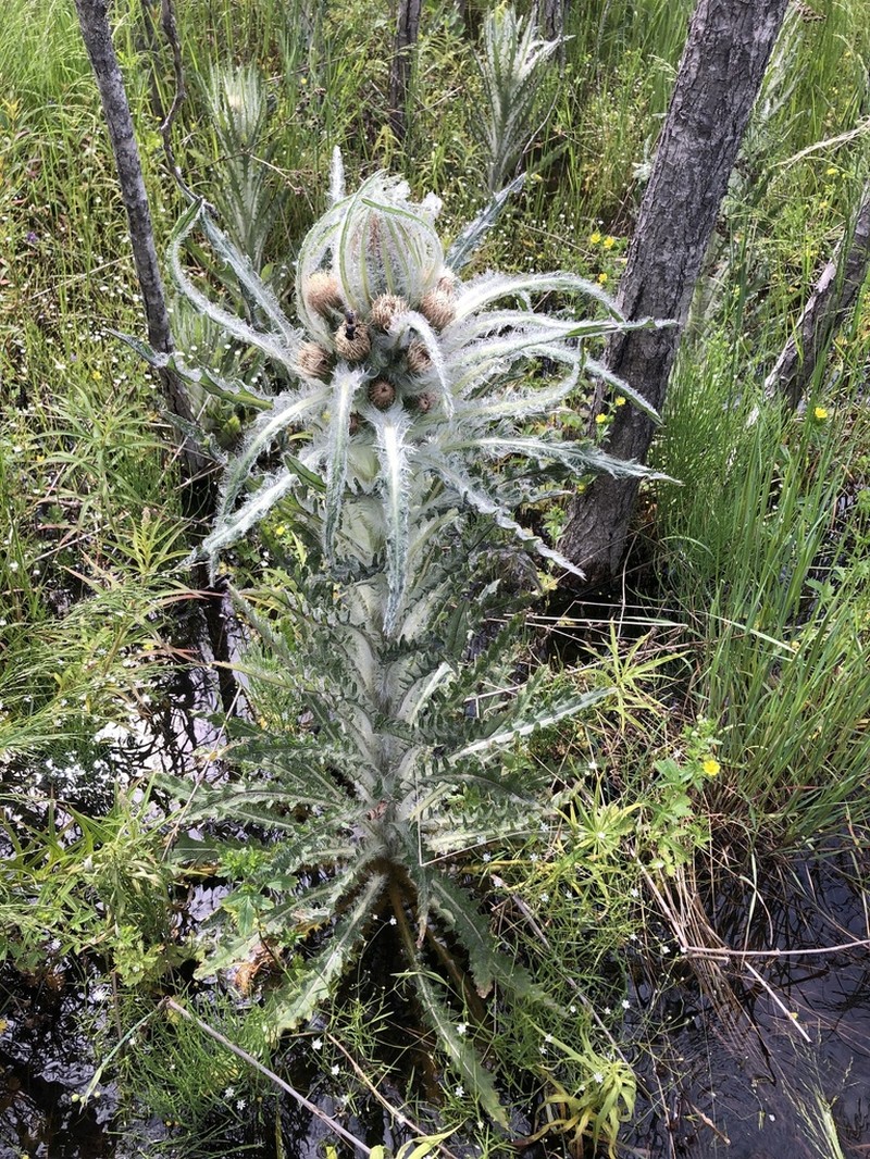 Elk Thistle