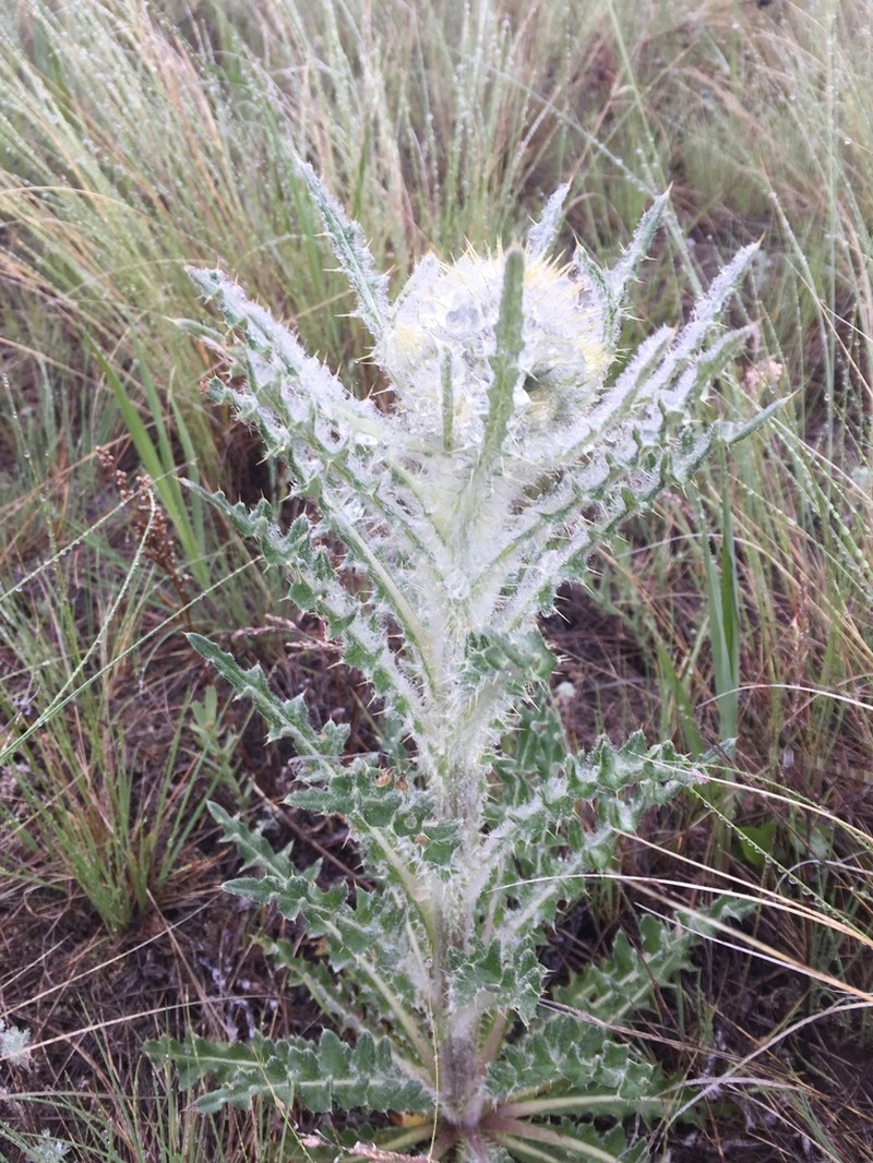 Elk Thistle photo 2