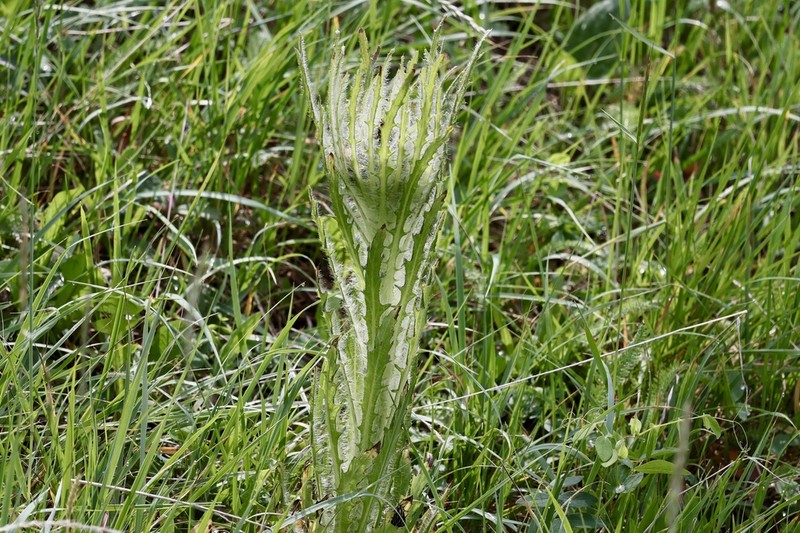 Elk Thistle photo 3
