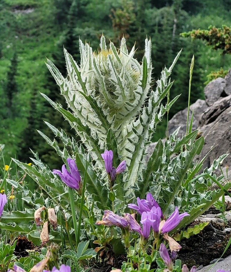 Elk Thistle photo 4