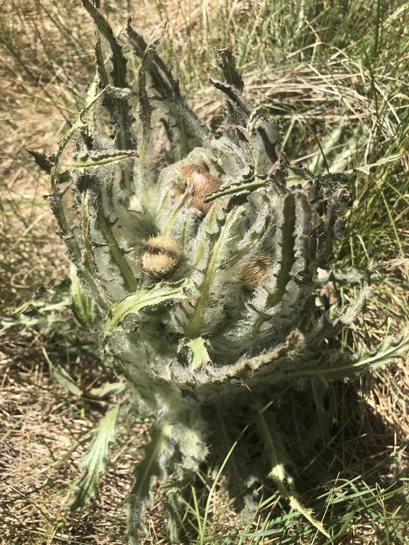Elk Thistle photo 5
