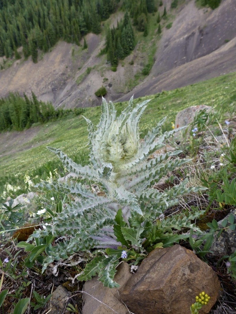 Elk Thistle photo 6