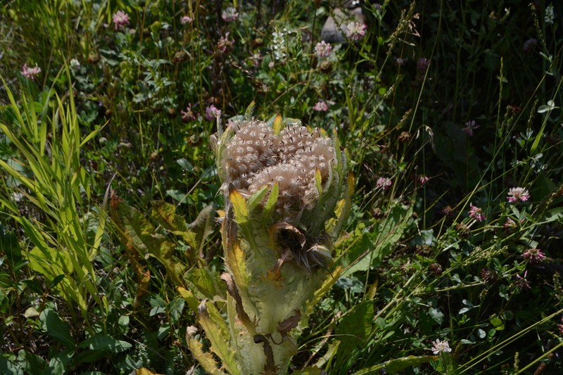 Elk Thistle photo 7