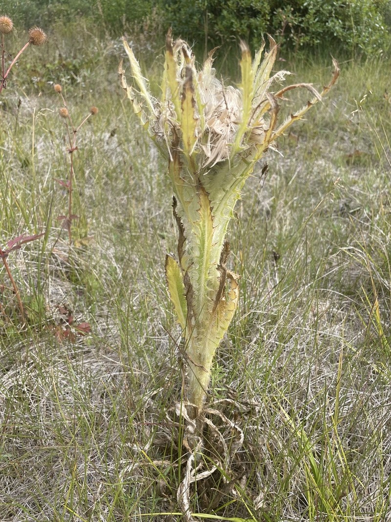 Elk Thistle photo 8