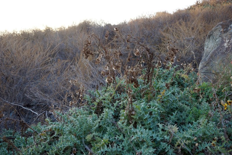 Fountain Thistle