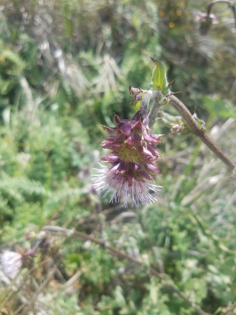 Fountain Thistle photo 2
