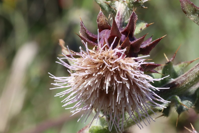 Fountain Thistle photo 3