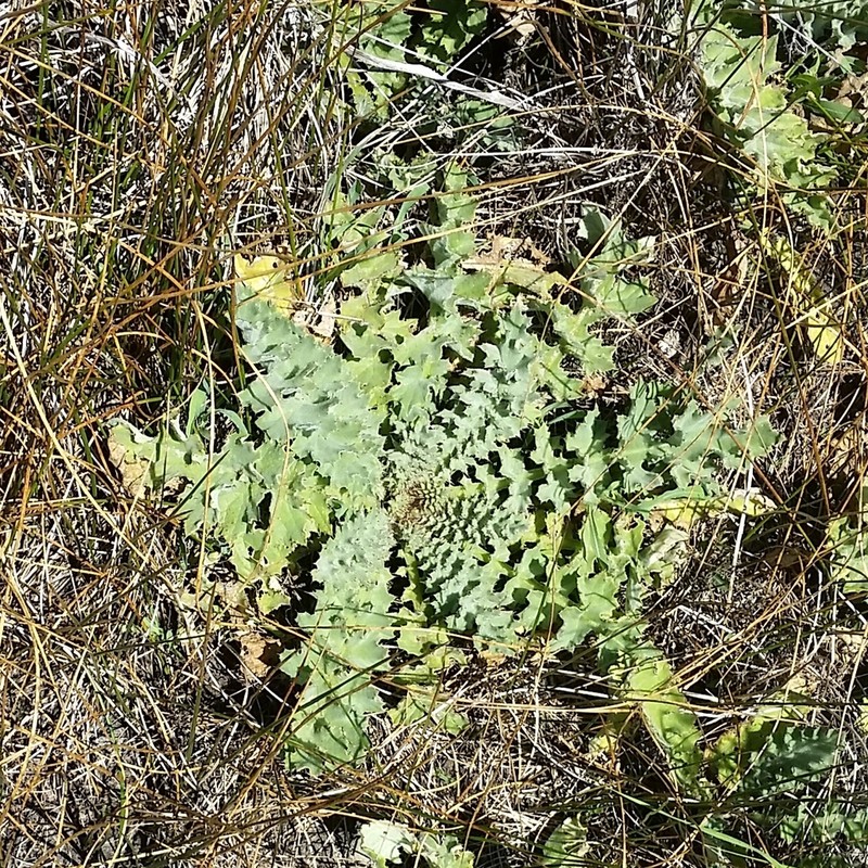 Fountain Thistle photo 5