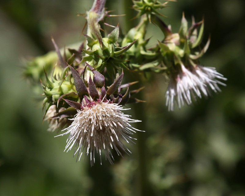 Fountain Thistle photo 6