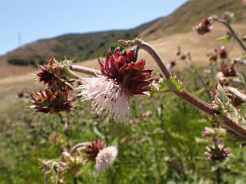 Fountain Thistle photo 7