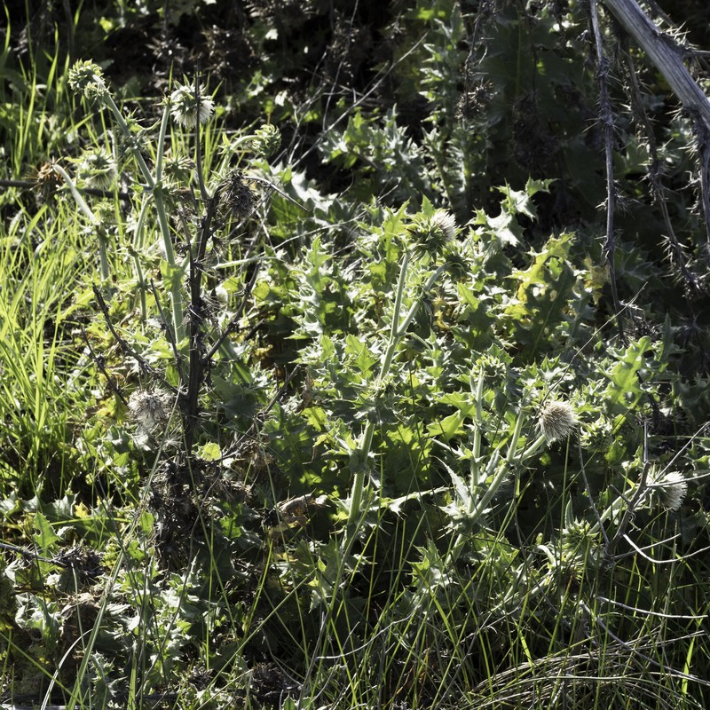 Cirsium fontinale var. campylon