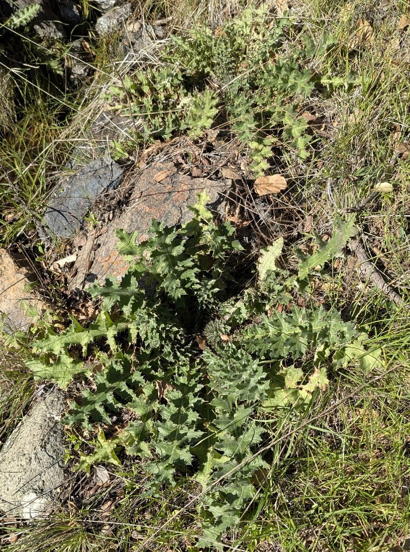 Cirsium fontinale var. campylon photo 2
