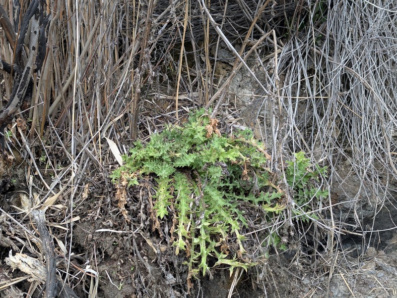 Cirsium fontinale var. campylon photo 3