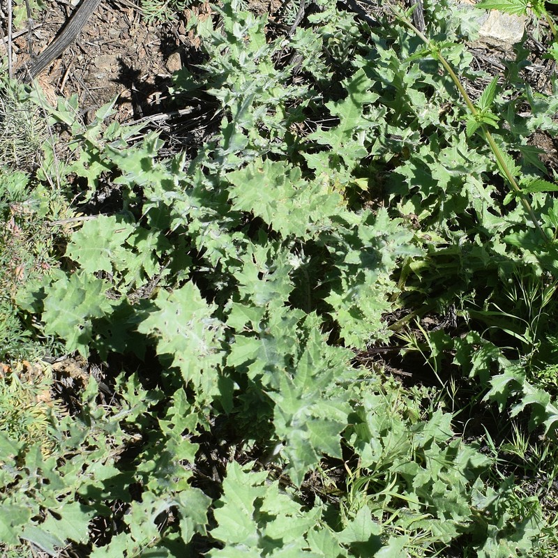 Cirsium fontinale var. campylon photo 6