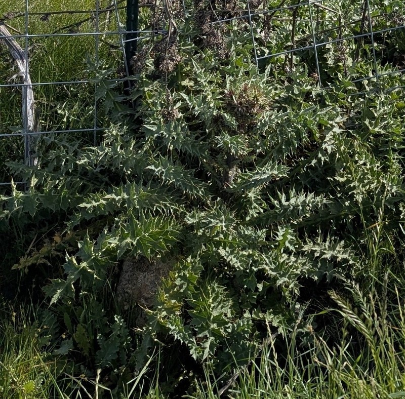 Cirsium fontinale var. campylon photo 8