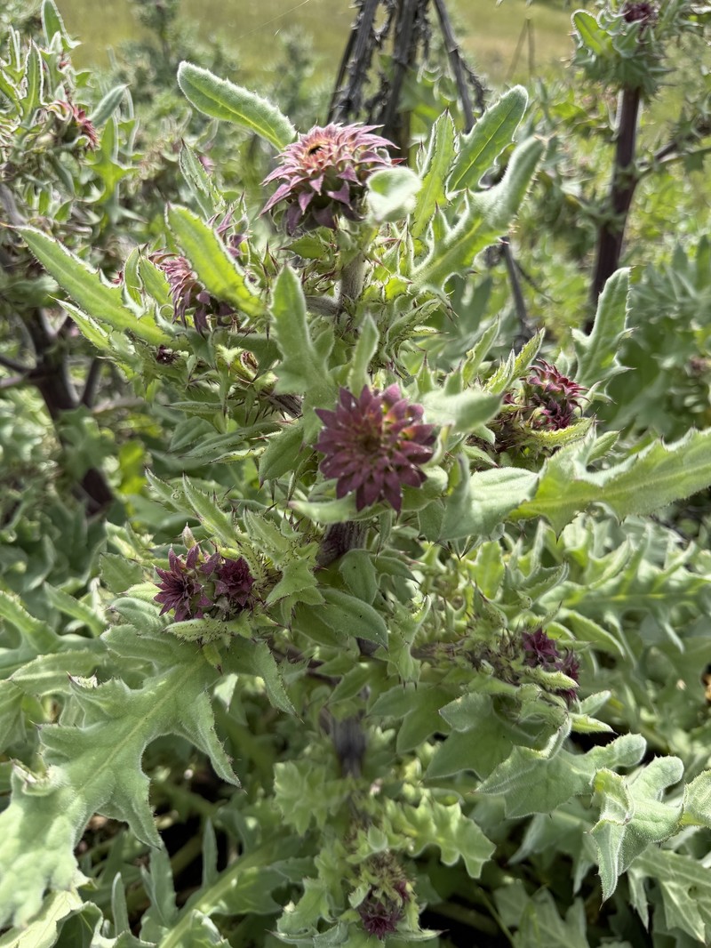 Cirsium fontinale var. fontinale
