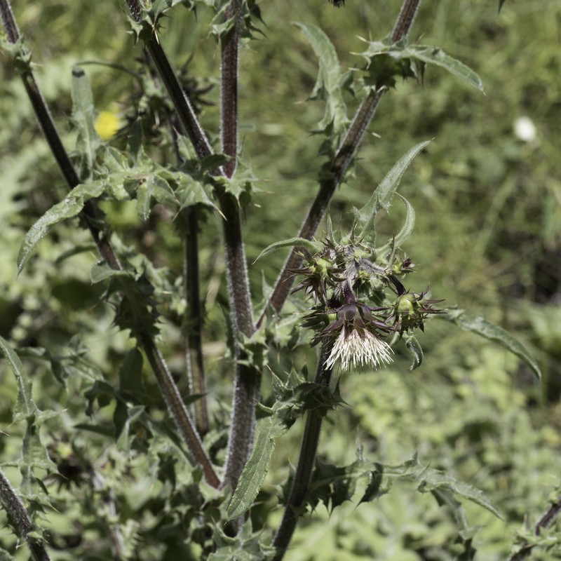 Cirsium fontinale var. fontinale photo 2