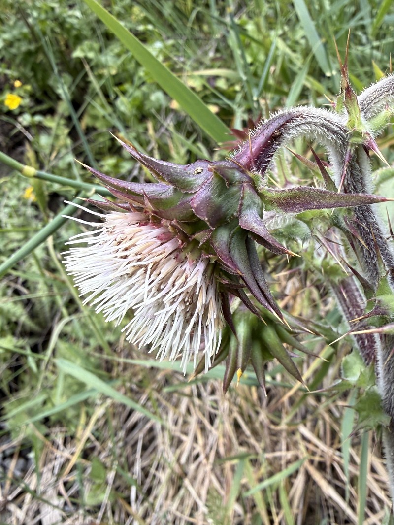 Cirsium fontinale var. fontinale photo 3