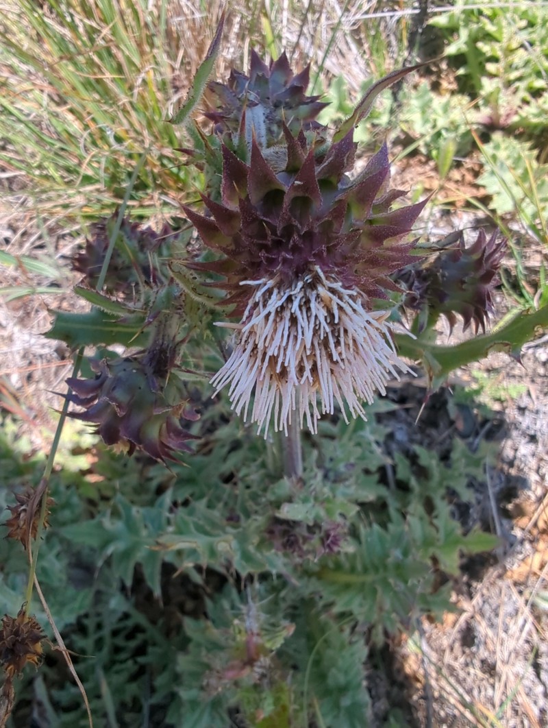 Cirsium fontinale var. fontinale photo 5