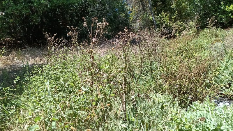 Cirsium fontinale var. fontinale photo 6