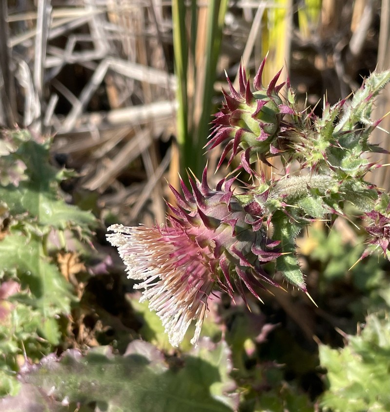 Cirsium fontinale var. fontinale photo 7