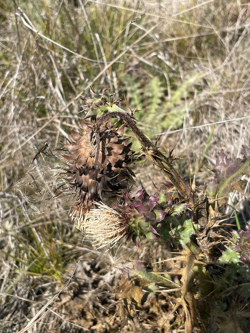 Cirsium fontinale var. fontinale photo 8