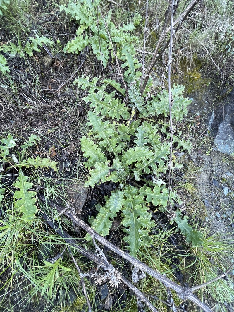 Cirsium fontinale var. obispoense