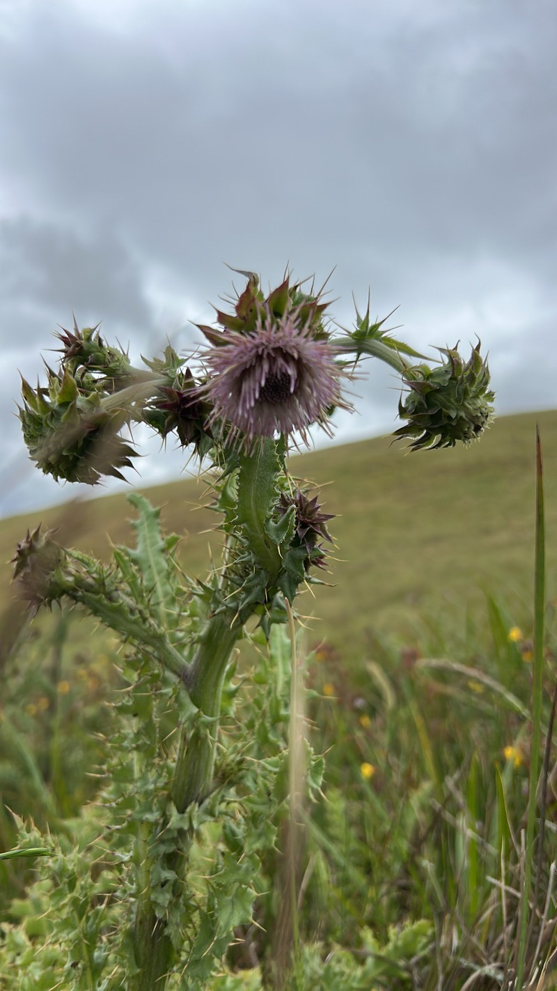 Cirsium fontinale var. obispoense photo 3