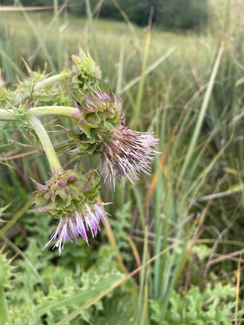 Cirsium fontinale var. obispoense photo 5